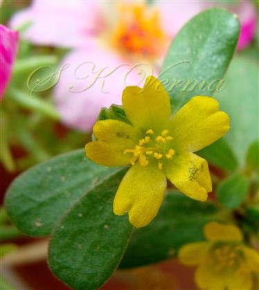  Flower